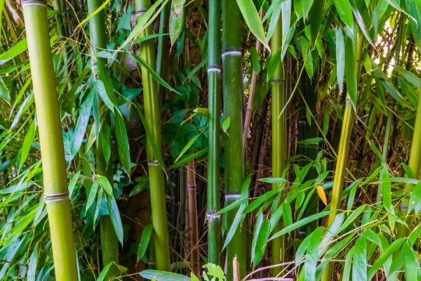 Bamboo Trimming in Panama City Beach