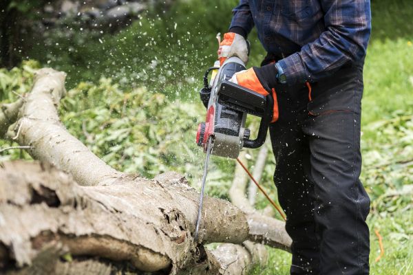Branch Removal Service in Panama City Beach