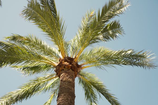 Palm Tree Pruning in Panama City Beach