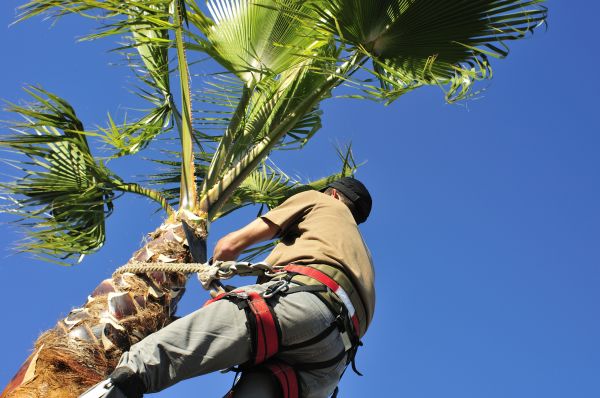 Palm Tree Trimming in Panama City Beach
