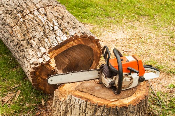 Tree Cutting Service in Panama City Beach