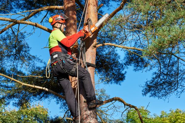Tree Service in Panama City Beach