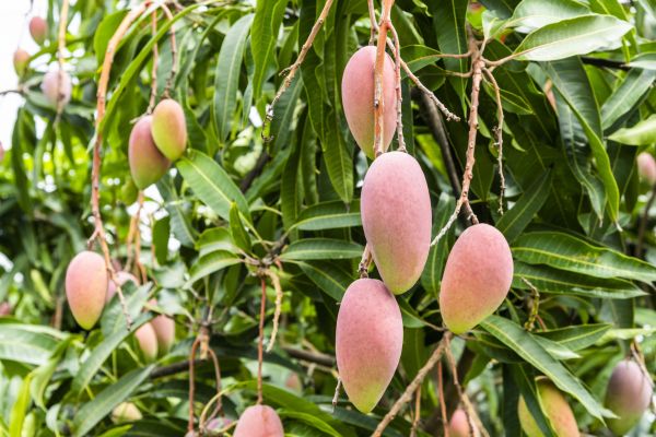 Mango Tree Trimming in Panama City Beach