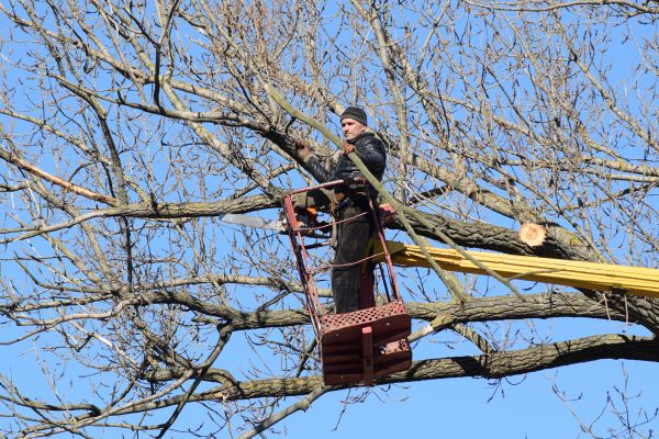 Emergency Tree Trimming in Panama City Beach