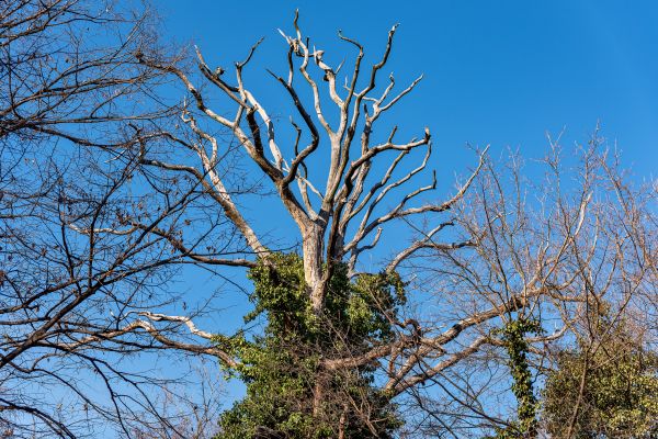 Deadwood Removal in Panama City Beach