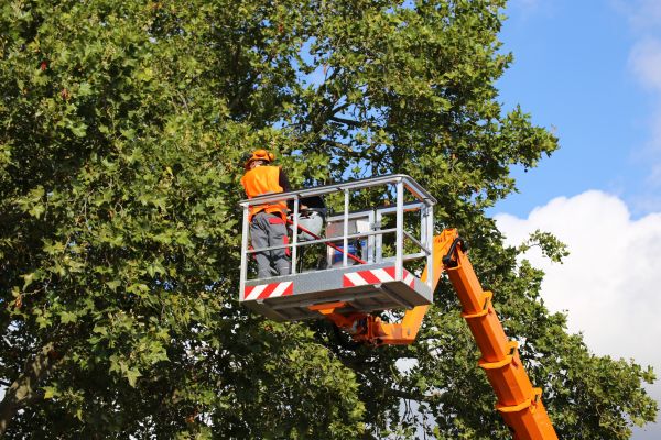 Commercial Tree Service in Panama City Beach