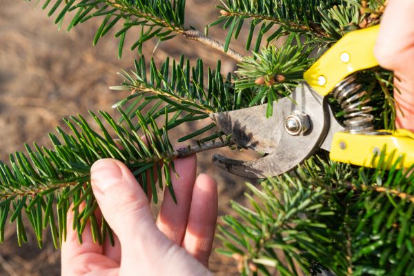 Pine Tree Pruning in Panama City Beach