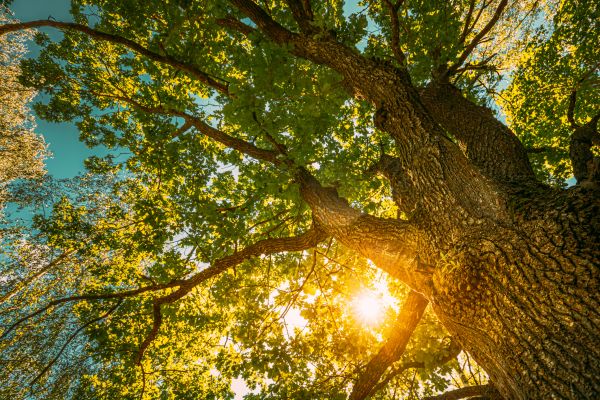 Cost of Oak Tree Pruning in Panama City Beach