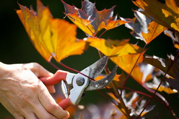 Cost of Maple Tree Pruning in Panama City Beach