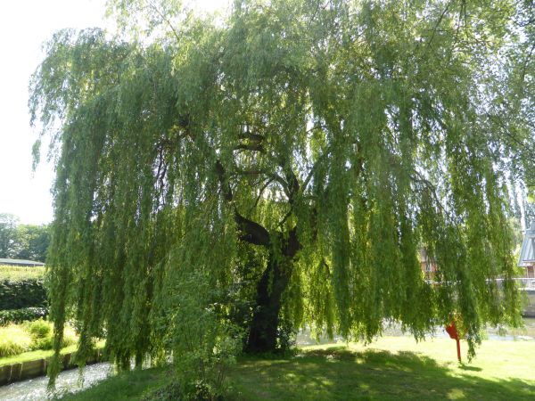 Willow Tree Trimming in Panama City Beach