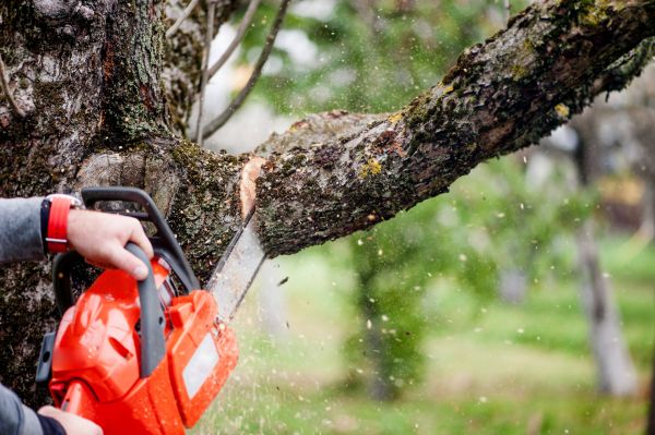 Cost of Tree Limbs Removal in Panama City Beach