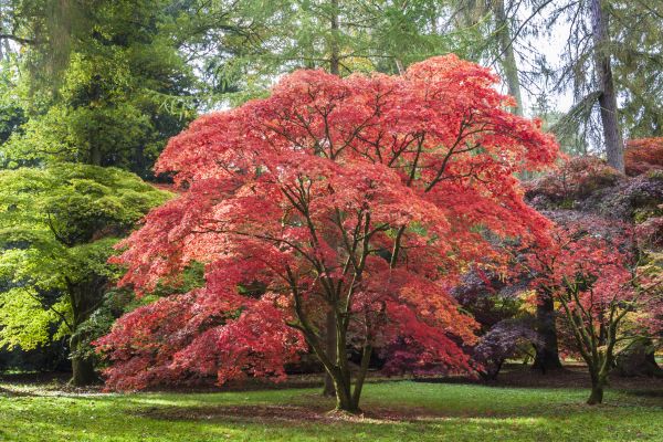Japanese Maple Pruning in Panama City Beach