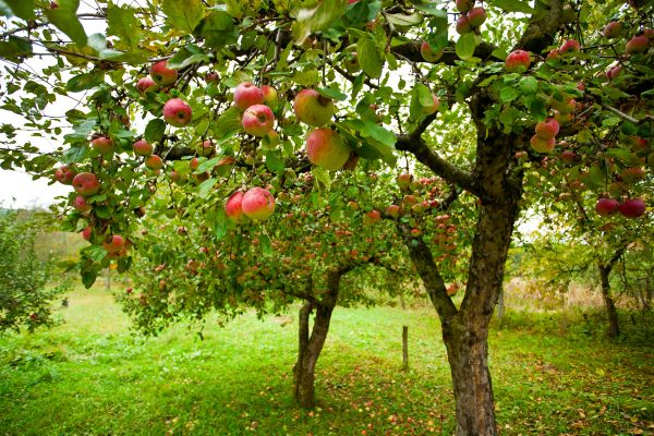 Apple Tree Pruning in Panama City Beach