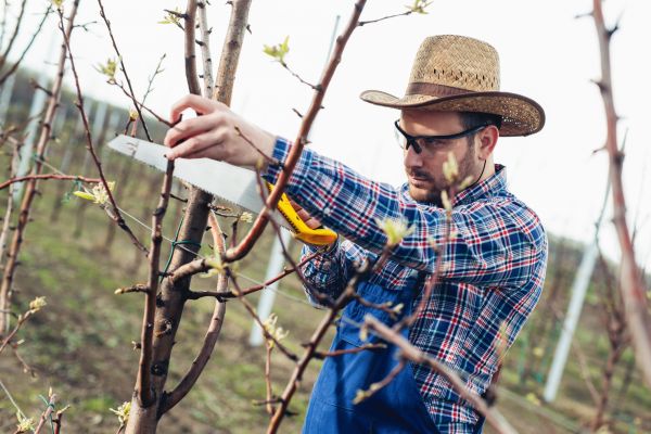 Orchard Tree Pruning in Panama City Beach
