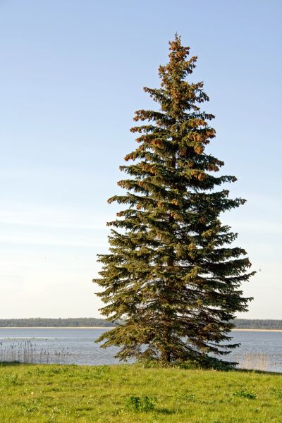 Spruce Tree Pruning in Panama City Beach