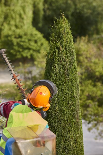 Cypress Tree Trimming in Panama City Beach