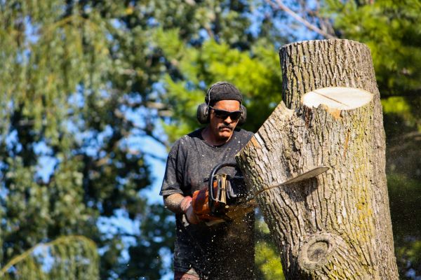 Ash Tree Pruning in Panama City Beach