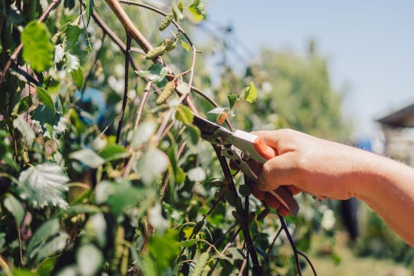 Birch Tree Pruning in Panama City Beach