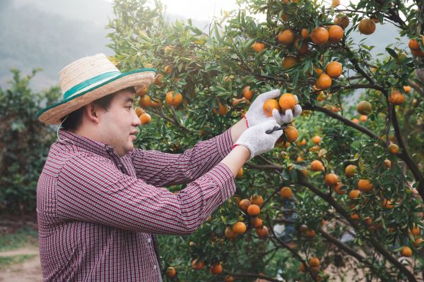 Orange Tree Pruning in Panama City Beach