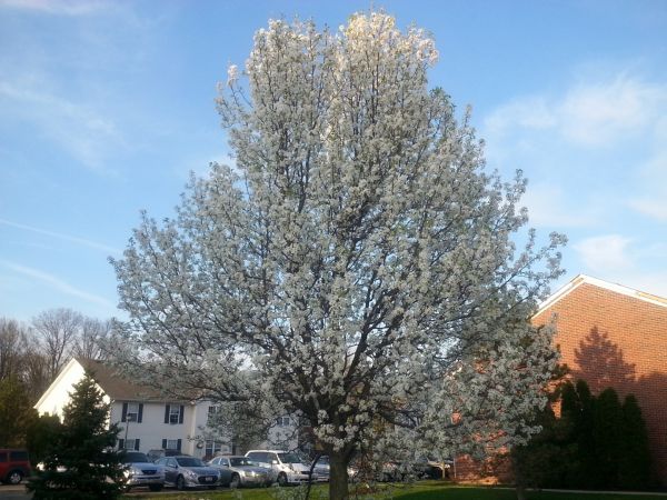 Bradford Pear Tree Pruning in Panama City Beach