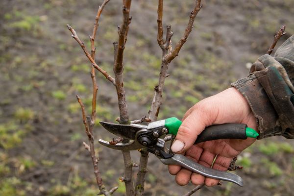 Cost of Pear Trees Pruning in Panama City Beach