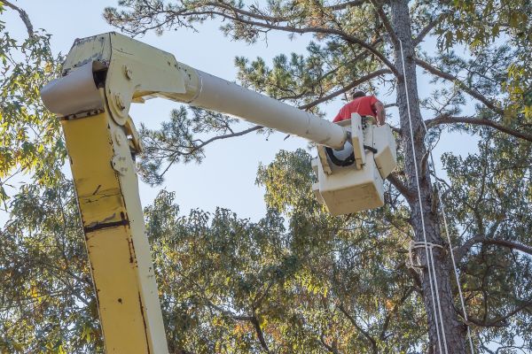 Limbs Trimming in Panama City Beach