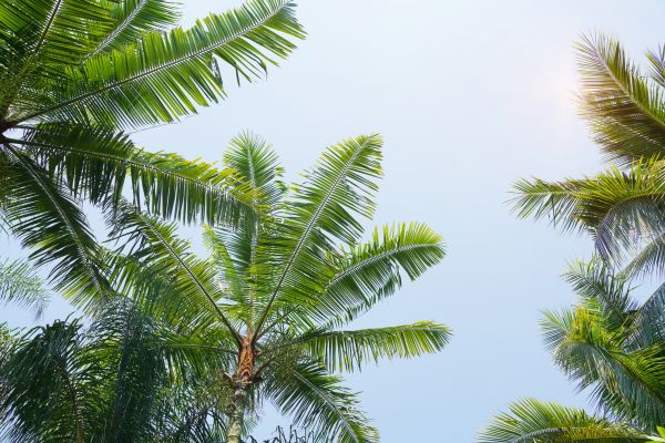 Queen Palm Tree Trimming in Panama City Beach