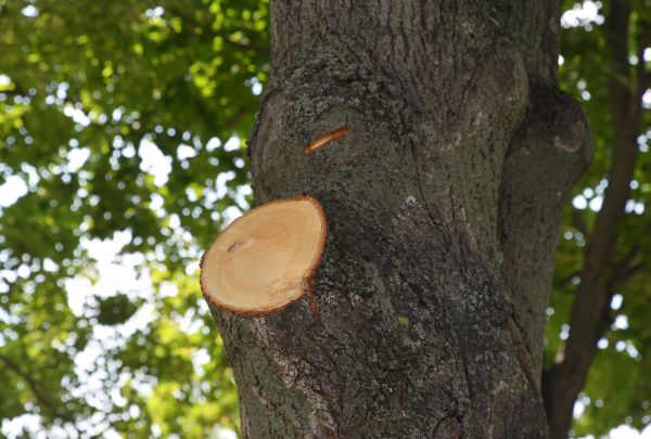 Limb Cutting in Panama City Beach
