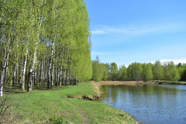 River Birch Pruning in Panama City Beach