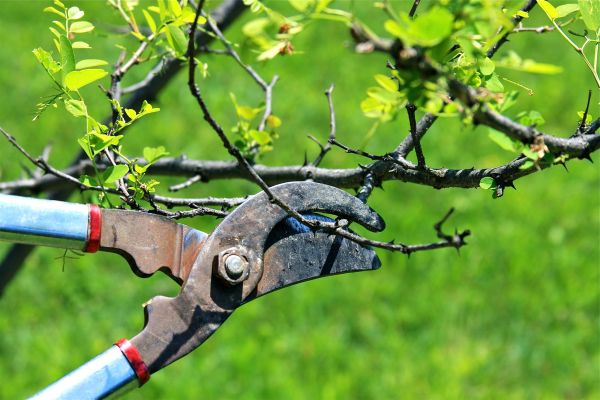 Branches Pruning in Panama City Beach