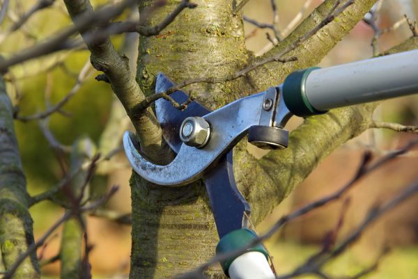 Tree Limb Trimming Service in Panama City Beach