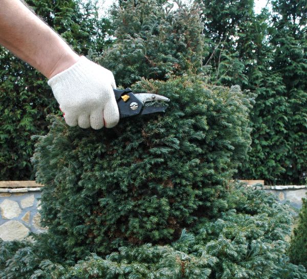 Ornamental Tree Trimming in Panama City Beach