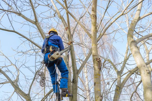Large Tree Trimming in Panama City Beach