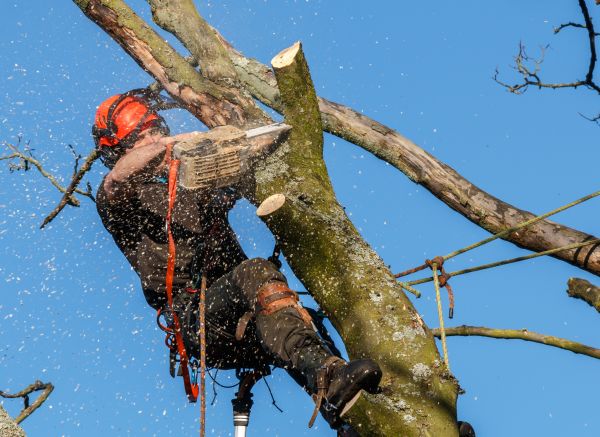 Tree Trimming Service in Panama City Beach
