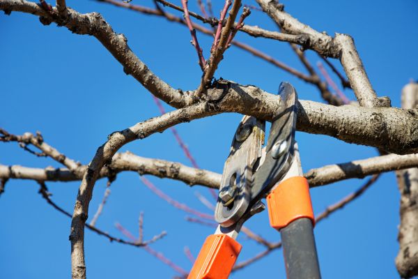 Tree Pruning in Panama City Beach