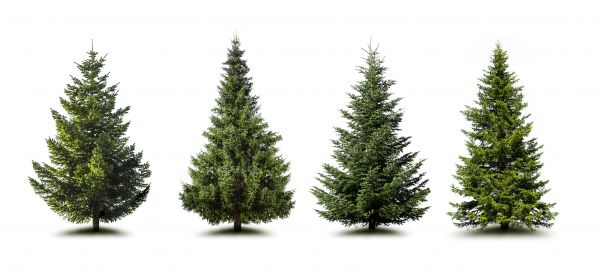 Cost of Pine Tree Trimming in Panama City Beach
