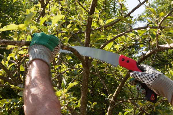 Apple Tree Trimming in Panama City Beach