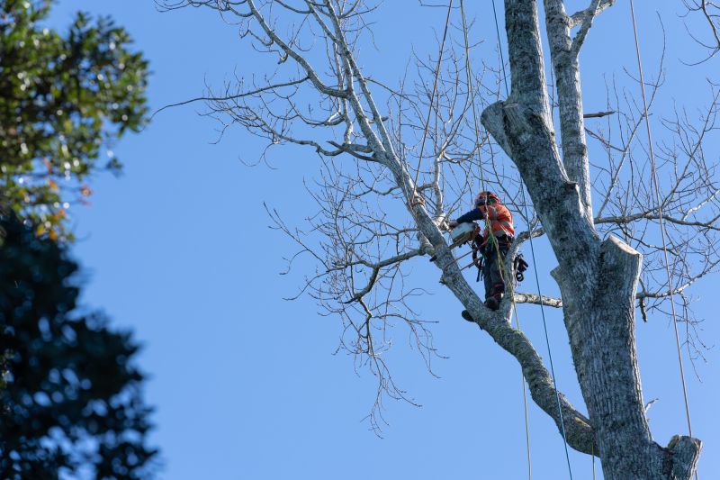 Pruning Large Trees