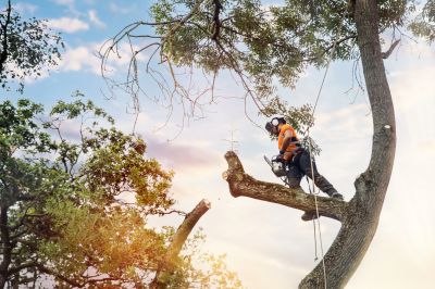Tree Inspection by an Arborist