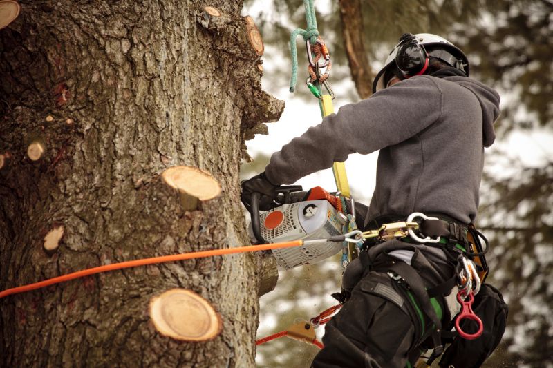 Arborist Using Climbing Gear