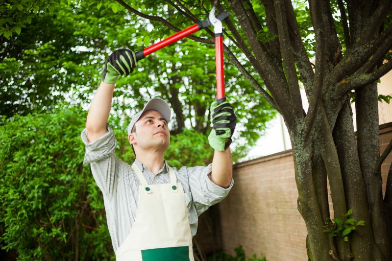 Tree Trimming in a Commercial Landscape