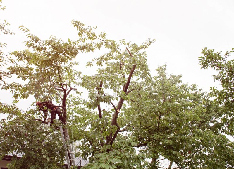 Lush Landscape After Trimming