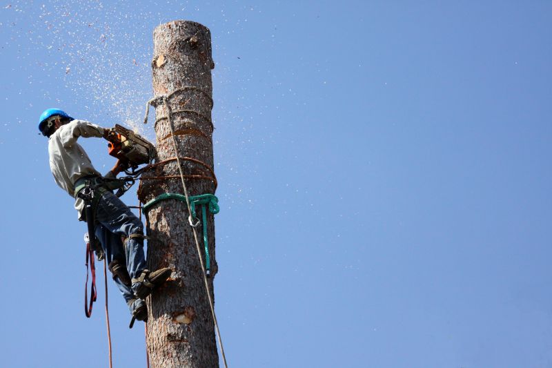 Tree Care in Winter